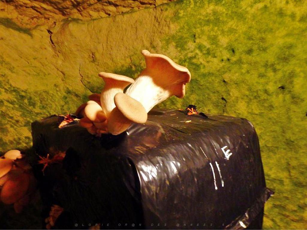 149 MUSEE DU CHAMPIGNON A  SAUMUR 2016 2_000040.jpg
